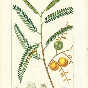 Puede incluir: Una ilustración botánica de un árbol Myrobolan con hojas verdes, frutos amarillos y un primer plano de la flor y las vainas de semillas. La ilustración está etiquetada como "Myrobolanier" y "Lambert J. sculp."