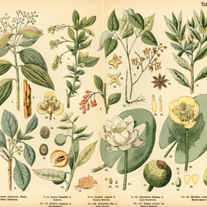 1885 Laurel Cinnamomum Sternanis Seerose Pflanzenplakat Alte botanische Plakattafel