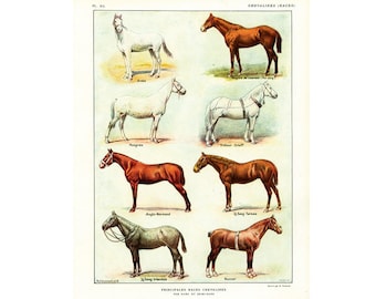 1922 Horse Breeds Print Anglo-normand Arab Arabian Orlov trotter hunter Hungarian English Thoroughbred horses identification chart Farming