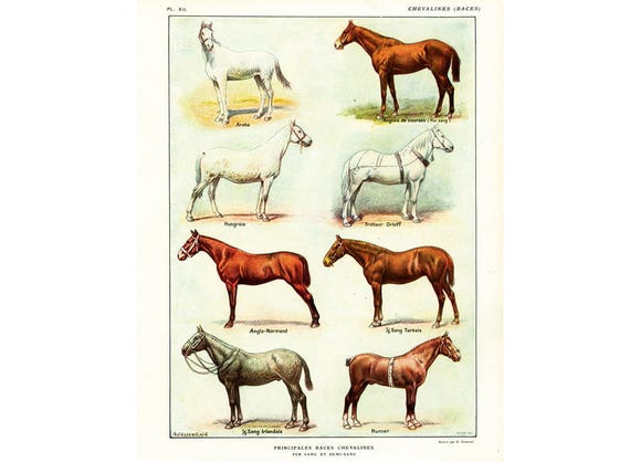 Horse Identification Chart