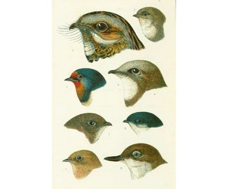 1890 Swallows Swifts Dipper Nightjar Beak Feather Natural History Antique Bird Print Ornithology Chart Wall Art