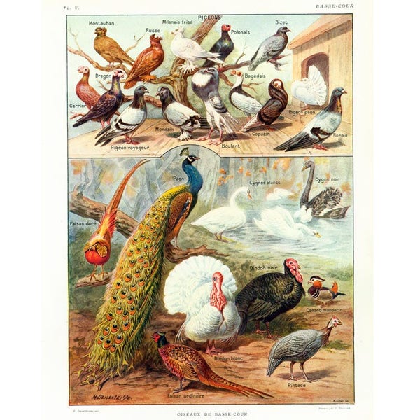1922 Oiseaux de Basse-cour. Planche illustrée Larousse. Illustration Pigeons Faisans Dindons Cygne. Planche originale
