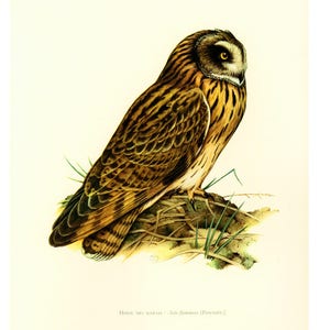 May include: A detailed illustration of a brown and yellow owl with a white face and black eyes, perched on a bed of brown and green grass. The owl is looking to the right of the image. The illustration is titled "Hibou des Marais - Asio flammeus (Pallas)".