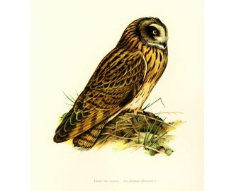 1969 Short-eared owl Asio flammeus bird prints Vintage illustration Ornithology Nature Wall art Home Decor