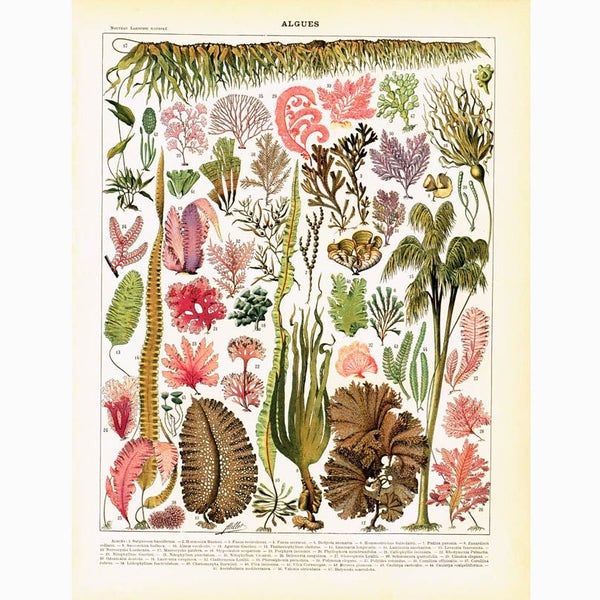 1897 Les Algues. Grand Format. Planche Originale. Larousse. Illustration Botanique Biologie marine. 125 ans d'âge, décor nautique