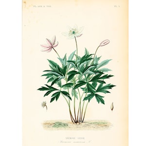 1864 Anemone Sylvie des bois Planche Botanique Ancienne Atlas Plantas Agrícolas y Forestales