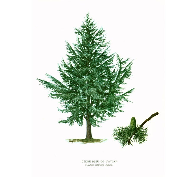 1967 Atlas Cedar Print Vintage Botanical Illustration Wall Art Home Decor