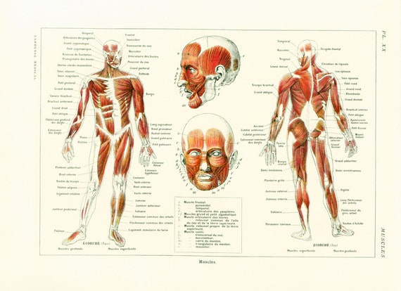 1912 Anatomie Des Menschen Muskeln Padagogischer Etsy
