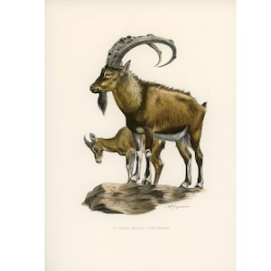 1974 Goat vintage illustration, Deer Art Print, Ruminant Wild animal, Biological illustration Art Nature Zoology painting