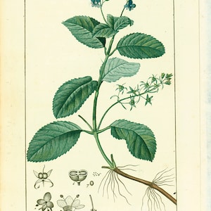 1814 Antique Veronica beccabunga Brooklime Print Medicinal Plant Botanical  Botany Print for framing decor