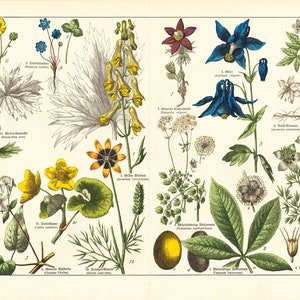 1869 Columbine Aconitum Clematis Anemone pulsatille Buttercup Plate Ancient Medicinal Plant Botanical Poster 150 años.