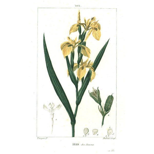 1831 Iris des Marais Gravure Originale Planche Ancienne Botanique Flore Médicale Chaumeton Poiret Turpin 200 ANS D'AGE