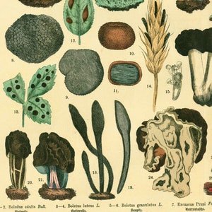 1885 Morels Bolete Cep Truffle Fungus Antique Botanical Print Chart Poster original Lithograph Natural History Botany framing decor image 5