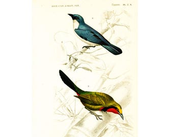 1861 Lanius Shrikes Magpies Antique Engraving Handcolored Original Print Bird and Nest Drawing Wall Hanging Cottage decor French Lithography