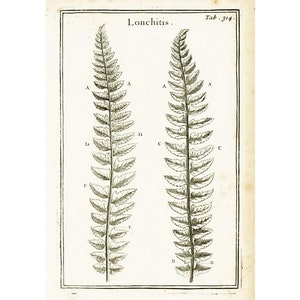 1797 Antique Fern Print Lingua cervina Botanical Illustration Natural History Wall Art Home Decor