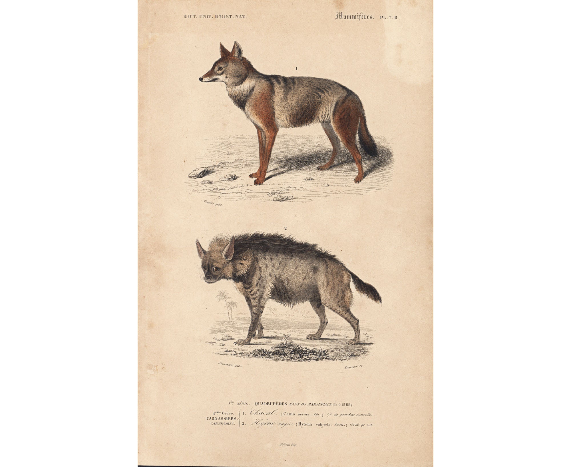 aardappel Annoteren Dragende cirkel 1861 Jakhals en Hyena Orbigny Franse natuuronderzoeker - Etsy Nederland aardappel Annoteren Dragende cirkel 1861 Jakhals en Hyena Orbigny Franse natuuronderzoeker - Etsy Nederland