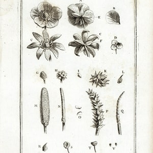 1797 Antique Anémone sylvestris snowdrop anemone Wood anemone Print Botanical Nature Wall Art To Frame.