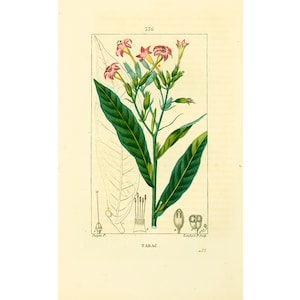 1831 Antique Tobacco Nicotiana tabacum Herbalism Print Plant Natural History Botanical Botany Wall Art framing Home decor