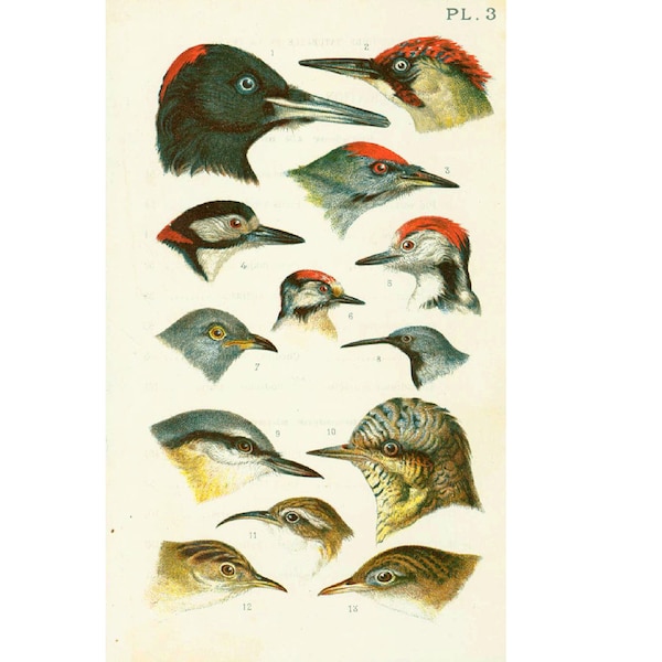 1890 Pic vert Epeiche Epeichette Noir Sittelle torchepot Torcol Locustelle Grimpereau, Planche Ancienne Histoire Naturelle Ornithologie