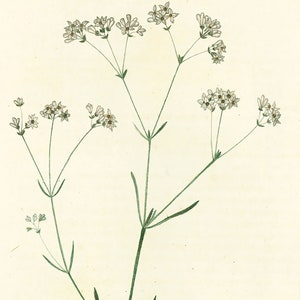 1814 Dyer's woodruff Asperula tinctoria Antique Prints Botanical Wall Art To Frame image 3