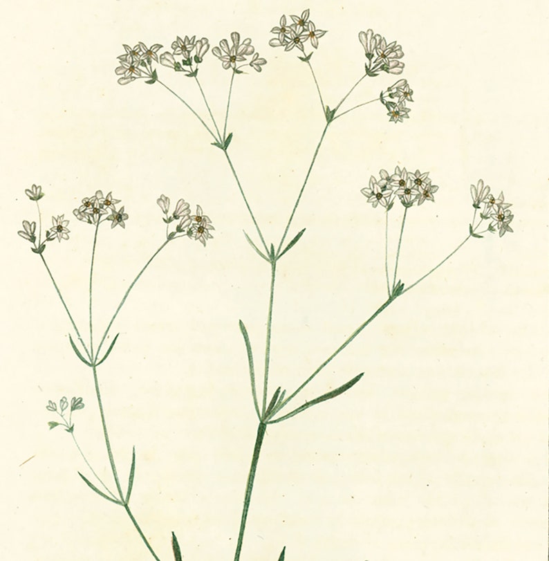 1814 Dyer's woodruff Asperula tinctoria Antique Prints Botanical Wall Art To Frame image 3