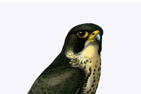 Ornitologia Di 1969 Falco Pellegrino Raptor Rapace Deco Vintage