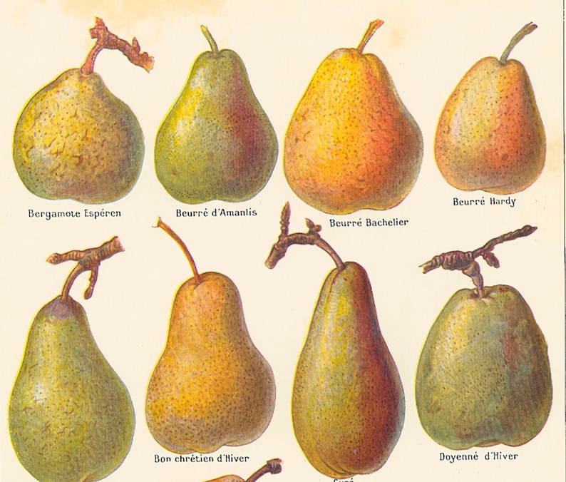 1922 Antique Pear Print Pears Wall Art Vintage Lithograph | Etsy