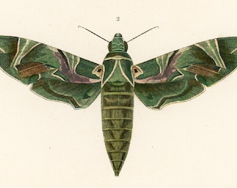 1861 Butterfly Sphinx Antique Engraving, Hand colored original antique print, Moth wall art, Gif for butterfly lover