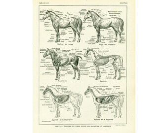 1922 Antique Anatomy Print Horse. Horse identification chart. Larousse large size print. French vintage