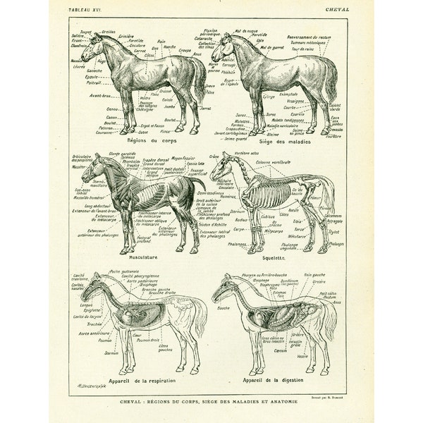 1922 Anatomie du cheval. Planche Vétérinaire. illustration Larousse grand format. Squelette et régions anatomie des équidés