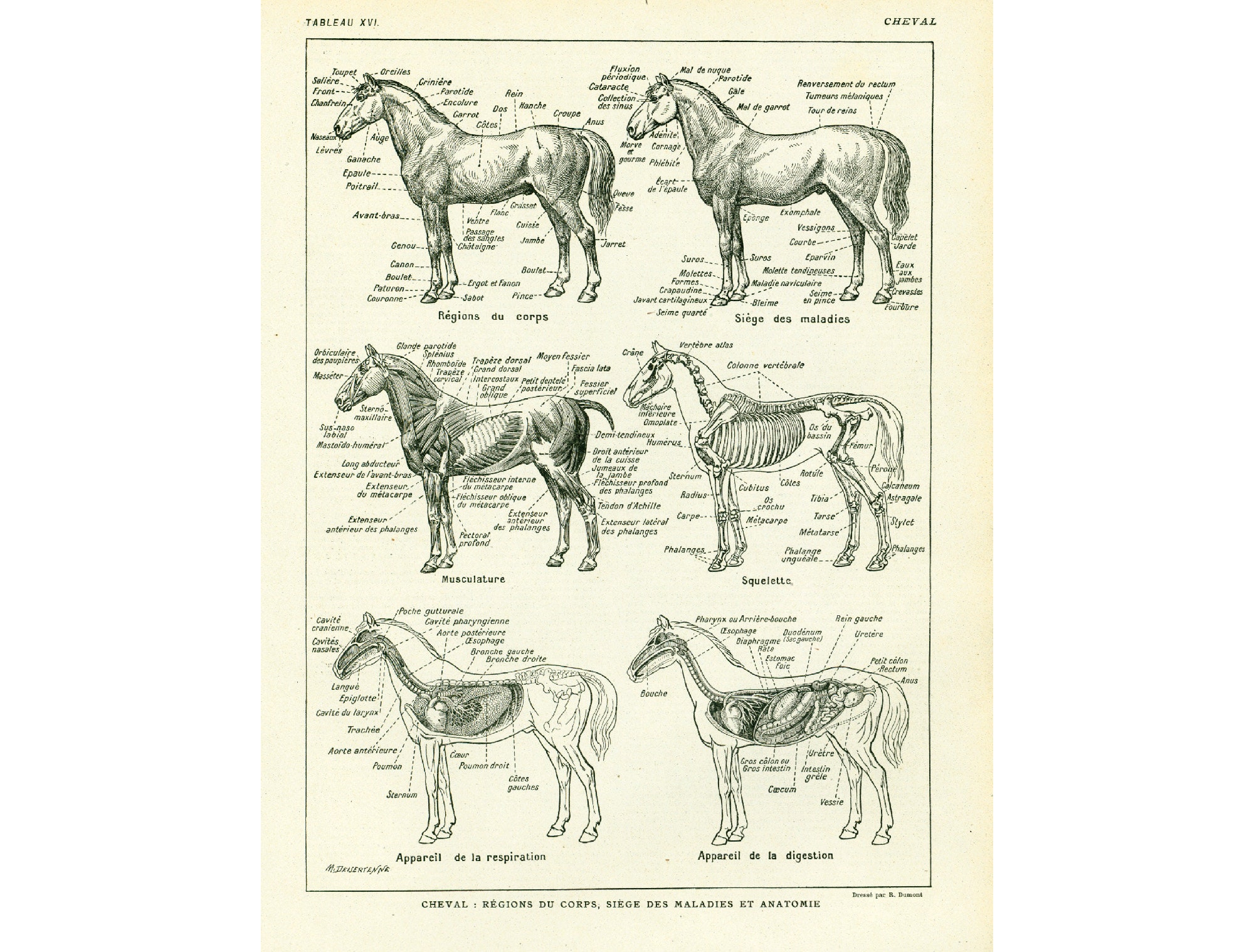 Affiche Le cheval : Muscles superficiels