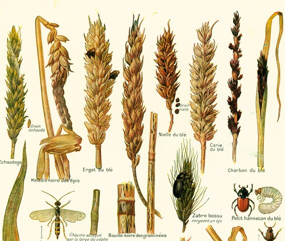 1922 maladies et ennemis du ble ancienne planche botanique etsy