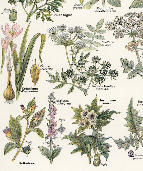 gelbtafel rhododendron Gelbtafeln (kleinformatig) von Neudorff gegen Trauermücken und Co –  Neudorff Shop main image 0