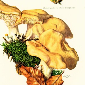 1962 Hedgehog Mushroom. Hydnum repandum. Antique Print Mushrooms Mycology Wall art Home decor image 3