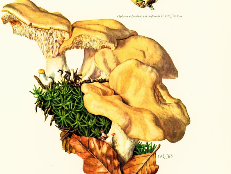 1962 Hedgehog Mushroom. Hydnum repandum. Antique Print Mushrooms Mycology Wall art Home decor image 3