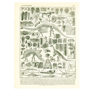 Tablero escolar de paleontología de 1897, fósil de dinosaurio trilobite amonita, ilustración de Larousse de gran formato