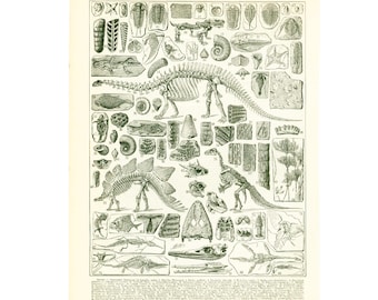 1933 Fossil Antique Print. Dinosaurs. Prehistoric.  Large Size. illustration. Original Larousse Print. French antiques.