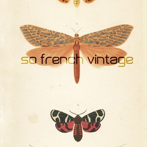 Mariposas de Orbigny de 1861, placa original, colores pintados a mano, historia natural, entomología del siglo XIX, litografía, Venus, carey