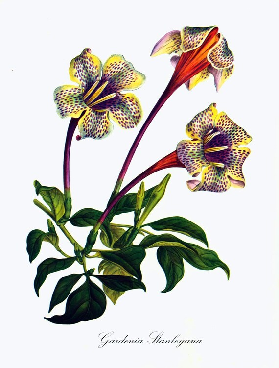 1967 Fleur De Gardenia Dessin Couleurs Planche Botanique Decor Vintage