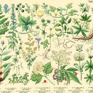 1885 Koffie Vlierbes Kamperfoelie Viburnum Lobelia Meekrap, Medicinale Plant Farmacopee Fytotherapie Originele Botanische Plaat