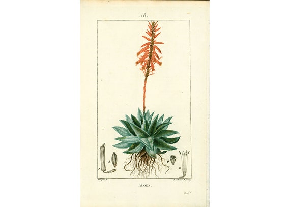 1831 Aloes Aloe Vera Alte Botanische Platte Medizinische Flora Homopathie  Chaumeton Panckoucke Poiret Turpin - Etsy.de
