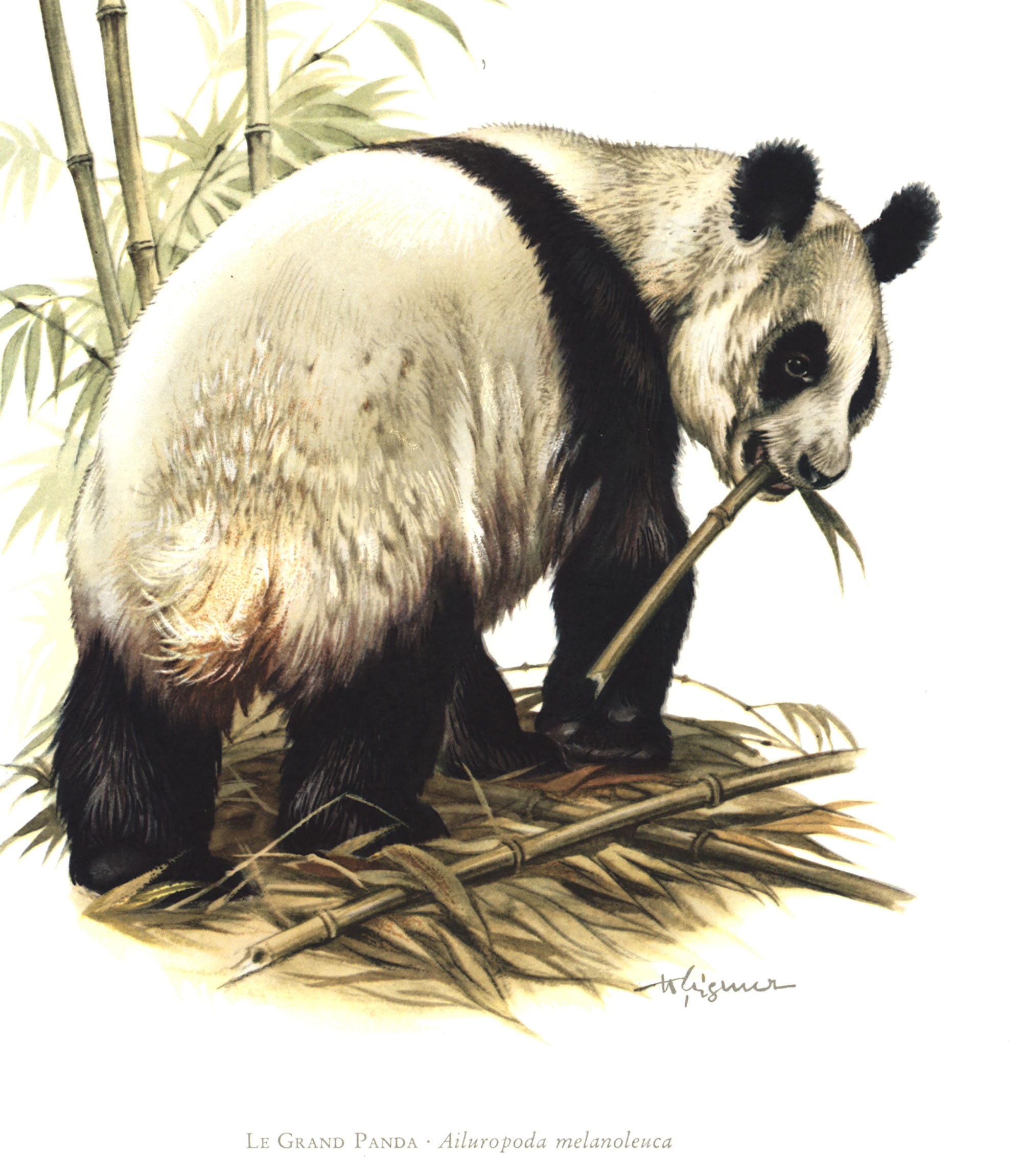 1974 Reuzenpanda lithografie. Dieren in het wild, China. Natuurlijke  historie. Biodiversiteit. - Etsy België, image size:2000x2300