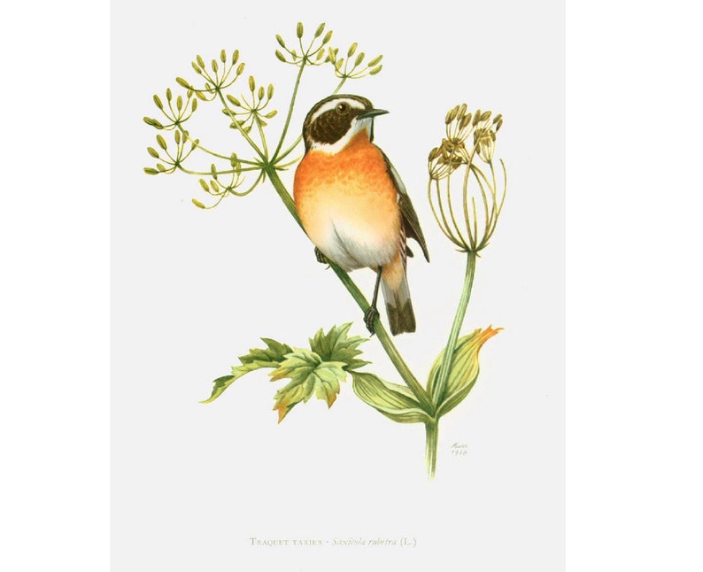 1969 Whinchat Print. Saxicola rubetra. Vintage Bird Print, Ornithology, nature wall art image 2