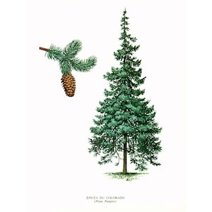 1967  Colorado Spruce Print Vintage Botanical Illustration Wall Art Home Decor