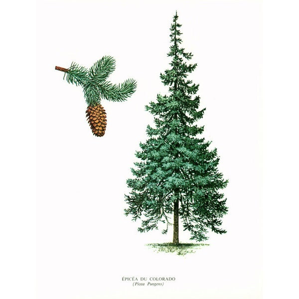 1967  Colorado Spruce Print Vintage Botanical Illustration Wall Art Home Decor