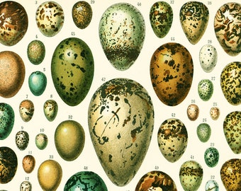 1897 Antique EGGS Print XL - Larousse - Easter Eggs - Bird Eggs - Butterfly Eggs - Large Size - 115 Years Old - Wall Art