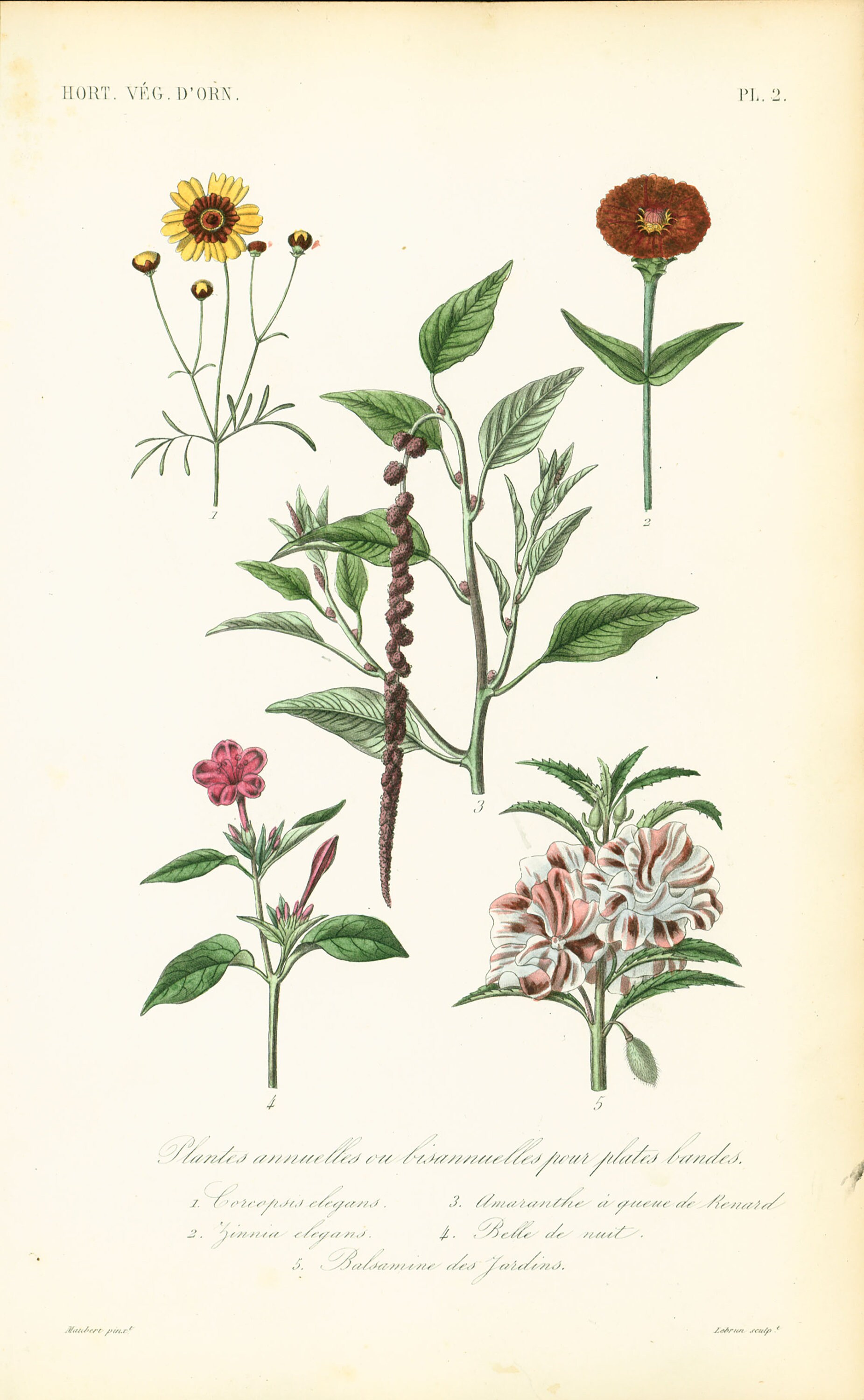 dust on plants Dusty Miller Silver Dust – Floret Library main image 0