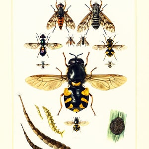 1960 Stratiomyidae Vliegen Levenscyclus Larvale fase Insect Diptera. Geïllustreerde plaat Entomologie.