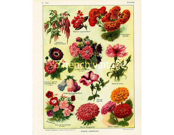 1922 Planche BOTANIQUE Ancienne FLEURS Annuelles Jardins Plate-Bandes Originale illustration Grand Format Larousse