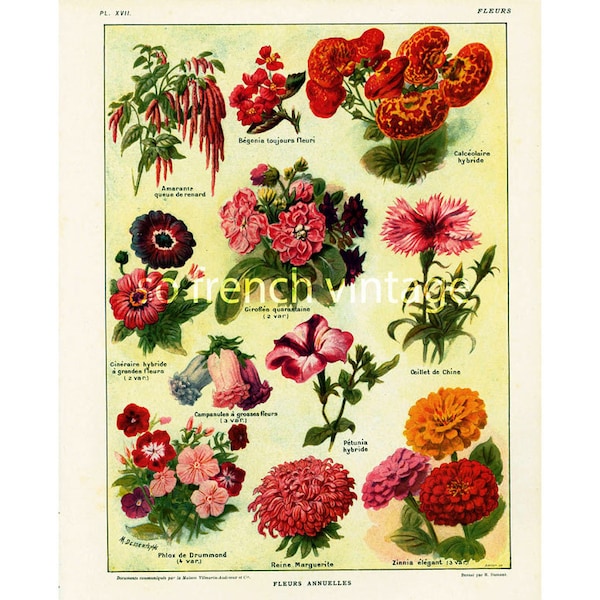 Placa botánica antigua de 1922. Flores anuales. Jardines. Parterres. Ilustración original de Larousse de gran formato.